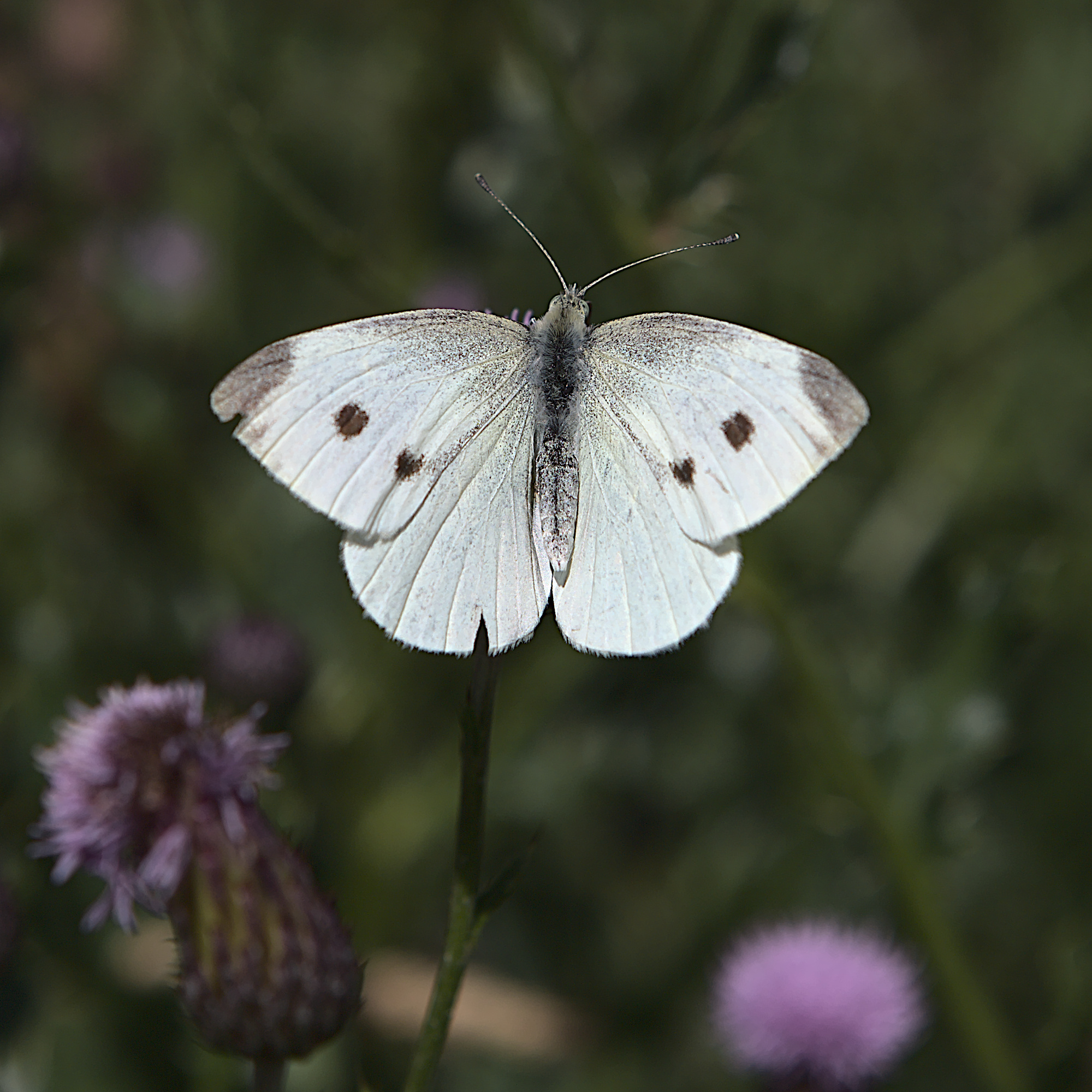 Großer Kohlweißling